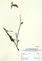 藏品(四翅月見草)的圖片